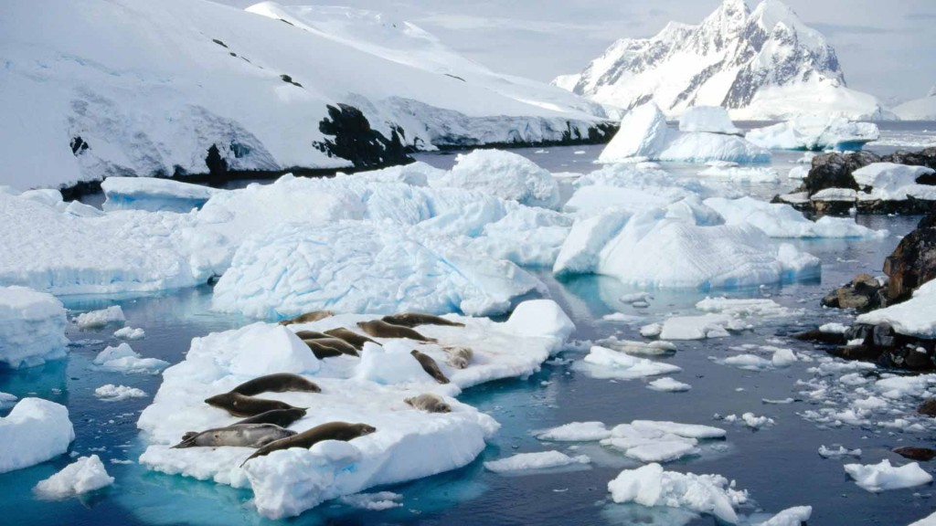 Crab-Eater Seals, Peterman Island, Antarctic Peninsula