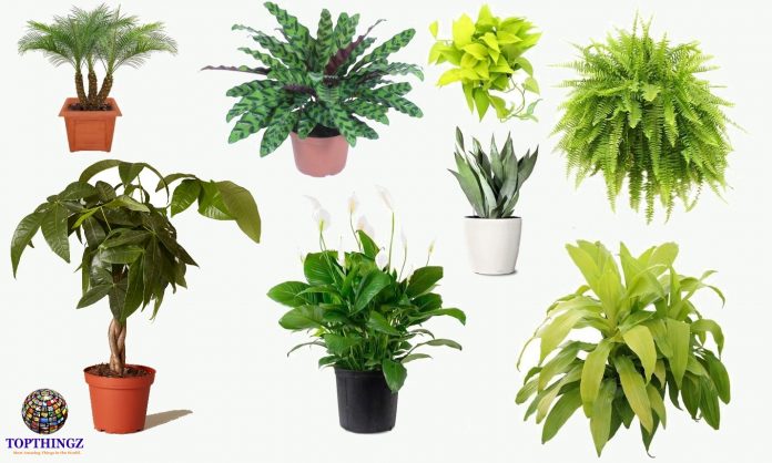 Best Indoor House Plants