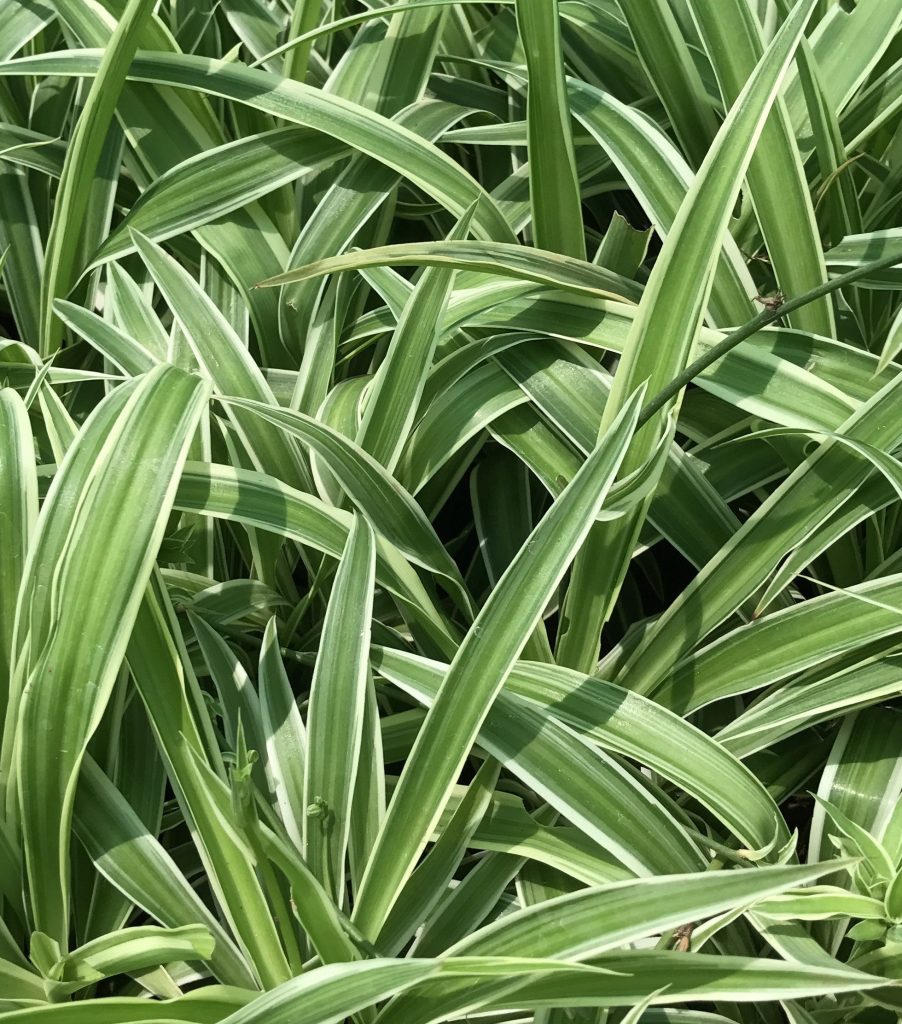 Chlorophytum comosum Plant